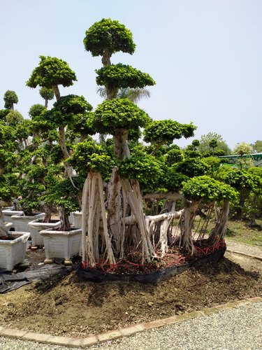 Bonsai Decorative Tree