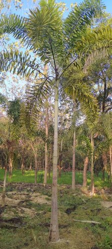 Foxtail Palm Decorative Plant