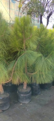Pine Tree, Color : Green