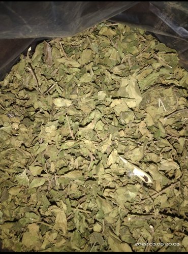 Organic Dried Gudmar Leaves, Packaging Size : 20 Kg