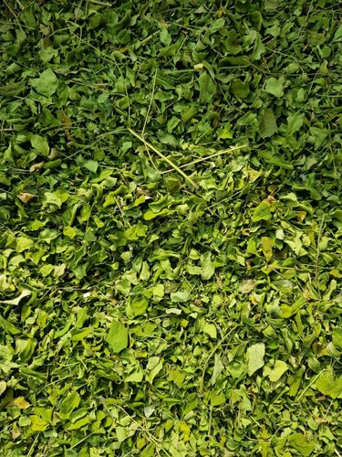 Organic Dried Moringa Leaves, for Cosmetics, Medicine, Feature : Exceptional Purity, Good Quality