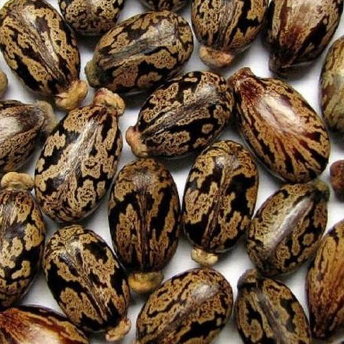 Organic Castor Seeds, for Oil extraction, Style : Dried