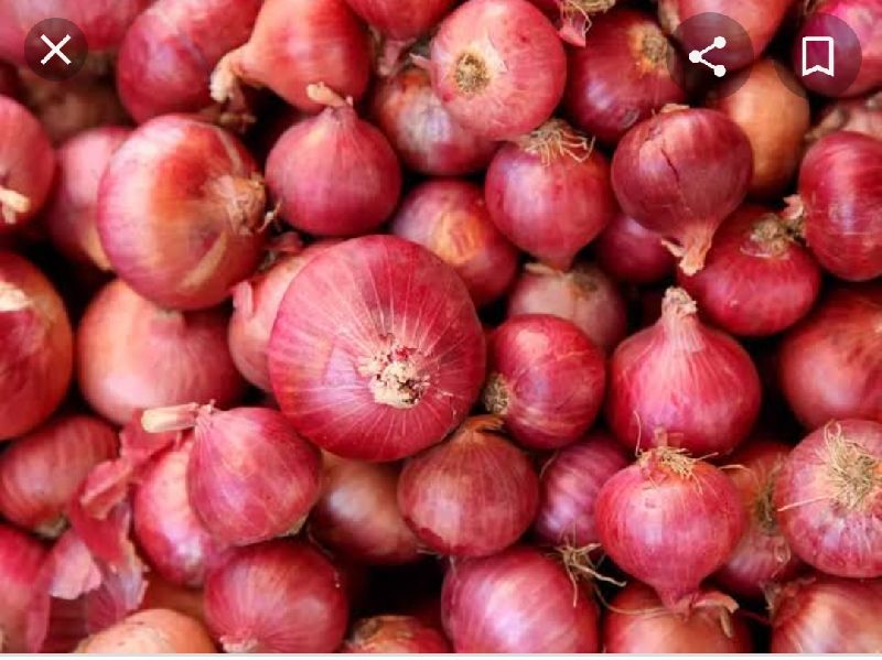 Round Common onion, for Human Consumption, Cooking, Home, Hotels, Packaging Size : 50 kg
