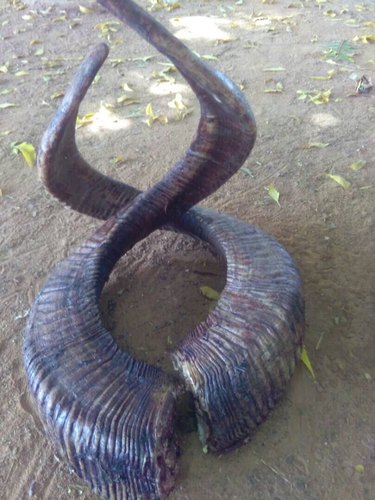 Sheep Horn, Color : Natural