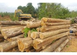 Costa Rica Teak Wood 1648712962 6265717 