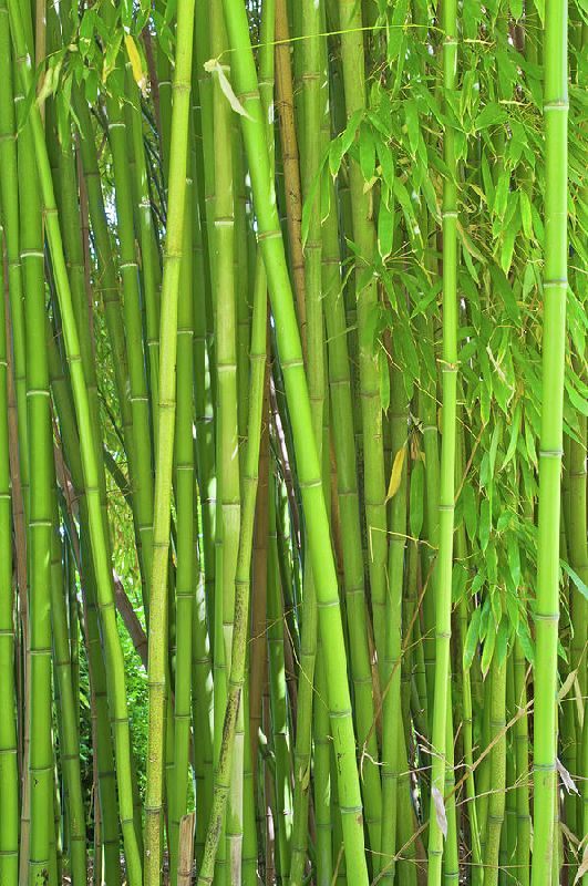 Bamboo Plant, for Home Decoration, Length : 0-10ft