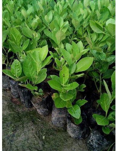 Organic Natural Buddha Hand Lemon Plant, Color : Green