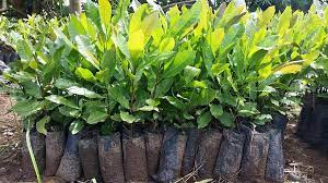 Cashew Plant, Color : Green