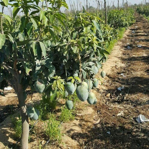 Kesar mango plant, Size : Large, Medium, Small