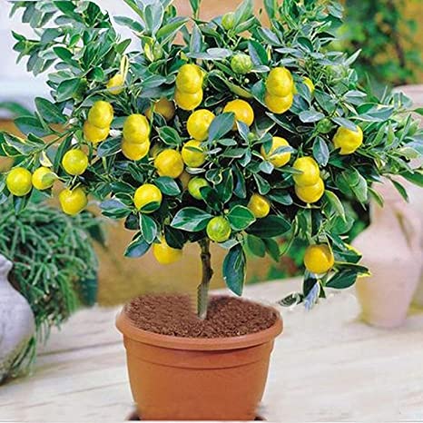 Organic lemon plant, Size : Large, Medium, Small