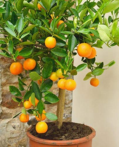 Organic orange plant
