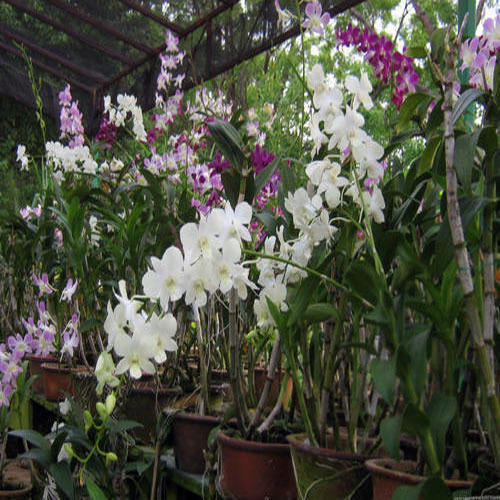 Organic Orchid Plants, for Decorative, Vase Displays, Occasion : Birthday, Making Perfumes, Party