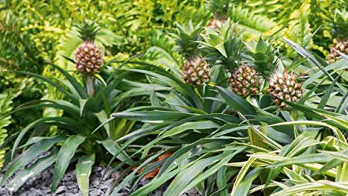 Pineapple Plant, Color : Green