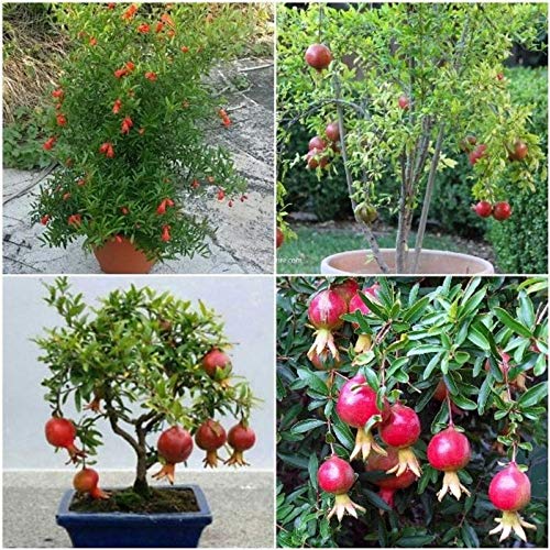 Organic Pomegranate Plant, Color : Green