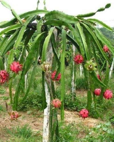 Red Dragon Fruit Plants, Color : Green