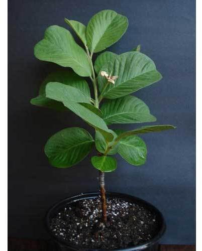 Seed Less Guava Fruit Plant