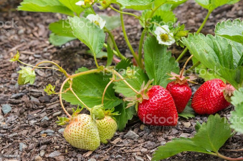 Organic Strawberry Plant, Color : Green