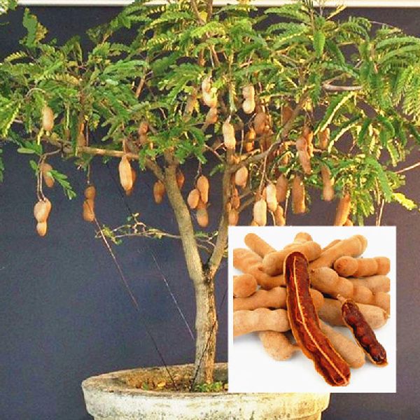 Tamarind Plant