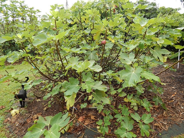 Turkey Briwn Fig Plants