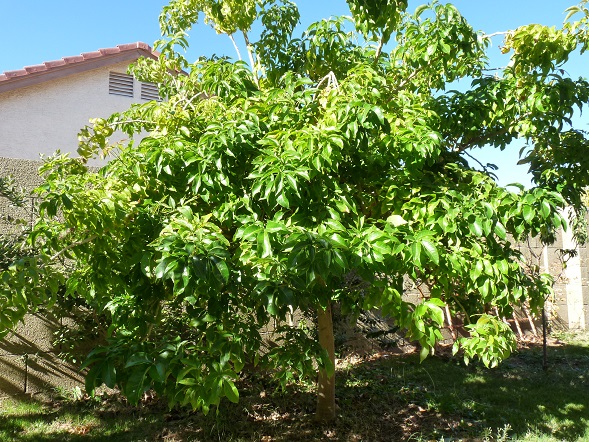Organic White Sapota Plant, for Gardening, Size : Large, Medium, Small