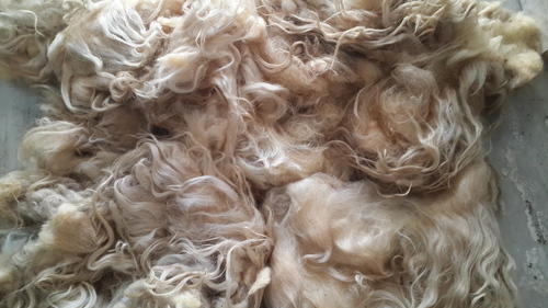 Creamy Yellow  greasy Wool, For Yarn Woollen