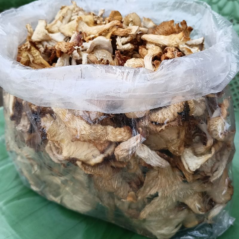 Nature agro in Jamshedpur Manufacturer of Oyster Mushroom & Dry