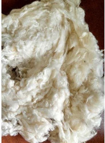 Raw Wool, Color : White