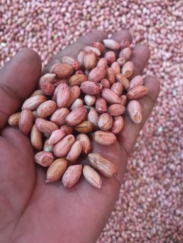 Organic Groundnut Kernels, for Butter, Cooking Use, Making Oil, Feature : Fine Taste, Non Harmful