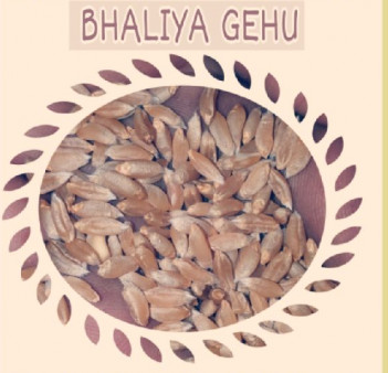 Natural Bhaliya Whole wheat, for household, Feature : High In Protein, Non Harmful, Organic
