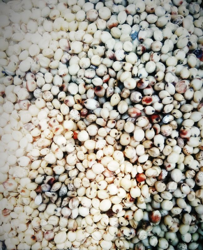 Seeds Ssg sorghum, Style : Dried