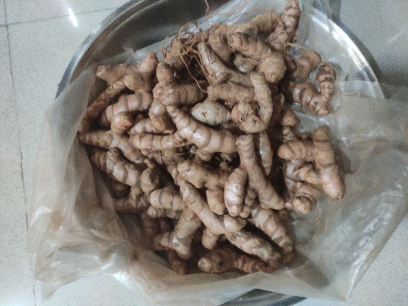 Shobha Agro raw turmeric, Packaging Type : Gunny Bags