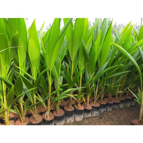 Coconut Plant Hybrid Sannangi