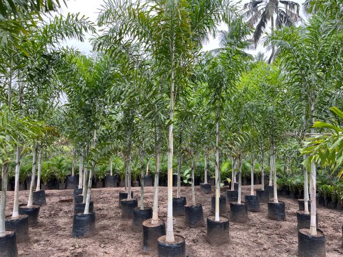 Foxtail Palm Tree Plant