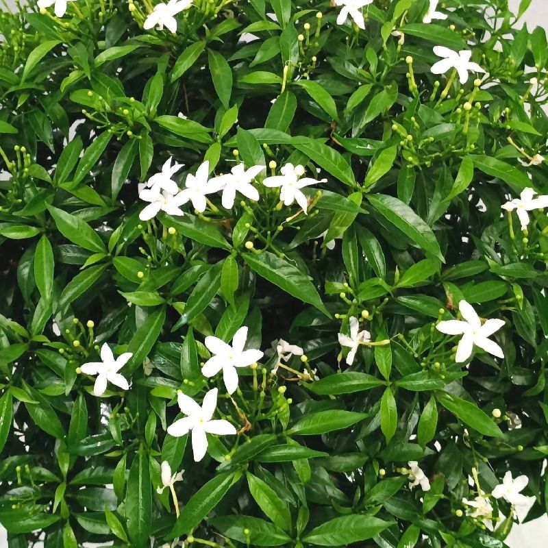 Organic Crape Jasmine Plants, Color : Green