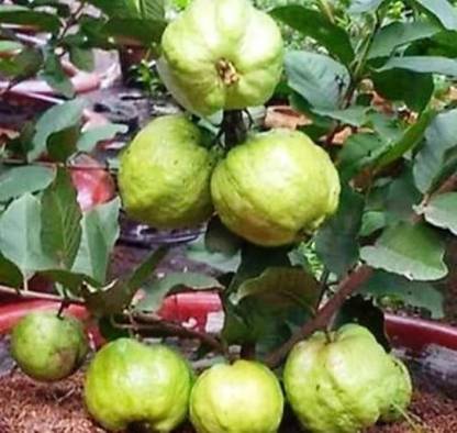 Organic Guava Plants, Color : Green