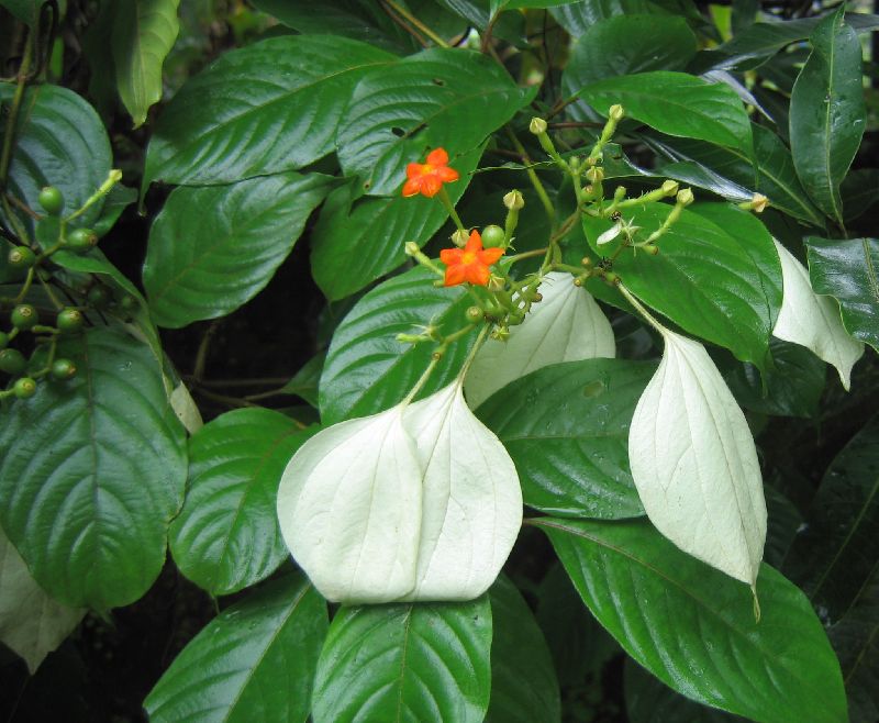 Mussaenda Acuminta Plants, Color : Green