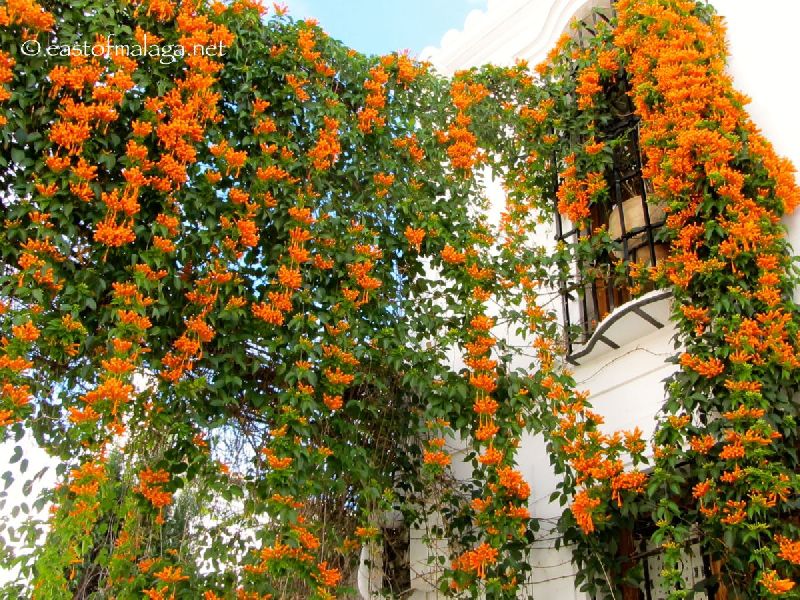 Orange Trumpet Creeper Plants at best price INR 330INR 500 / Piece in ...