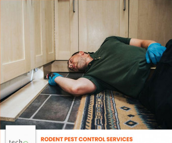 Rodent Pest Control Services Near me in Chennai