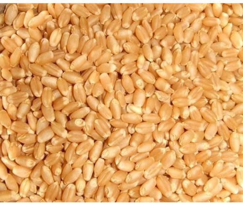 Natural wheat, for Cooking, Packaging Type : Gunny Bag, Jute Bag, Plastic Bag, PP Bag