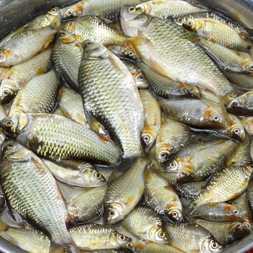 China Puti Fish Seed
