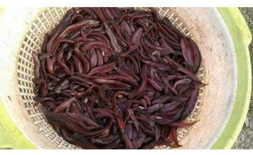 Desi Singhi Fish Seed