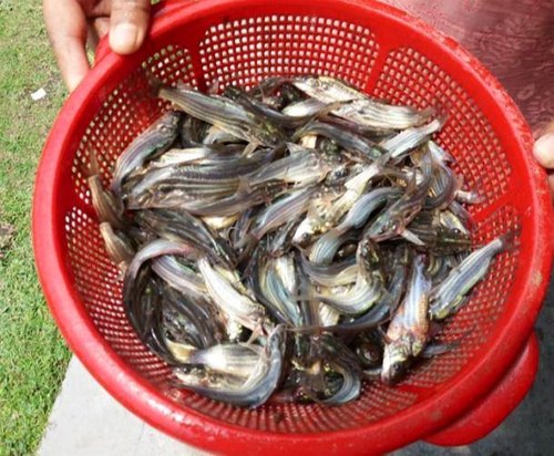 Desi Tangra Fish Seed, Packaging Type : Pp Bag, Vacuum Pack