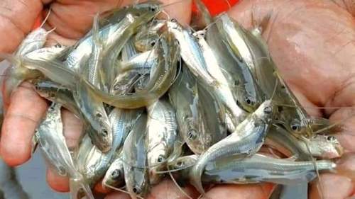 Gulsha Tangra Fish Seed, Feature : High In Protein