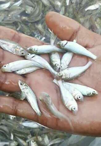 Silver Carp Fish Seed, Packaging Type : Pp Bag, Vacuum Pack