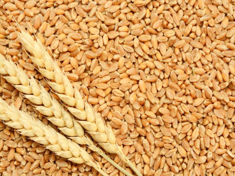 Organic Wheat Seeds, Shelf Life : 1year