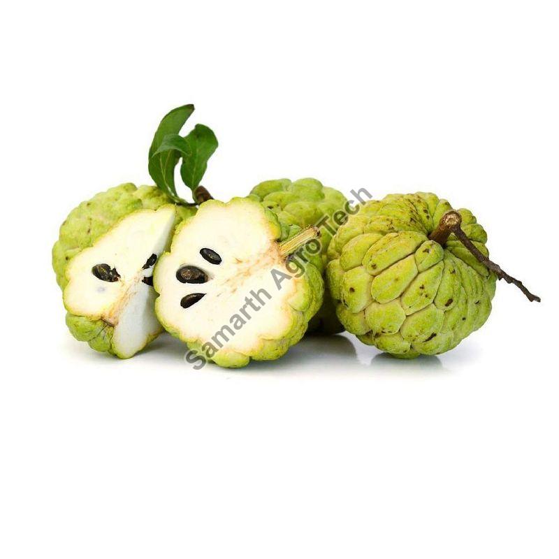 Samarth Agro Natural fresh custard apple, Certification : FSSAI Certified