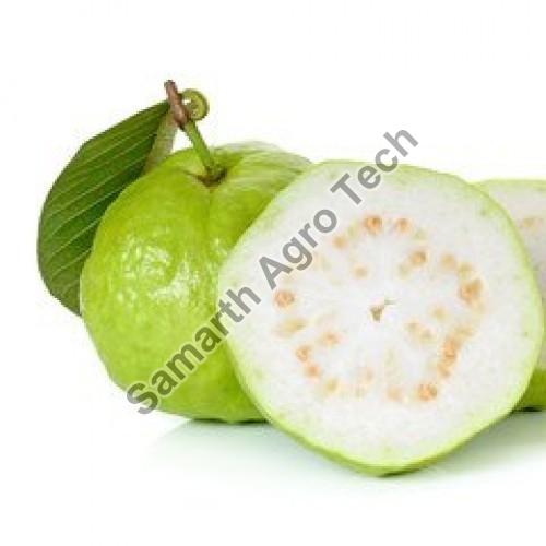 Samarth Agro Natural fresh guava, Certification : FSSAI Certified