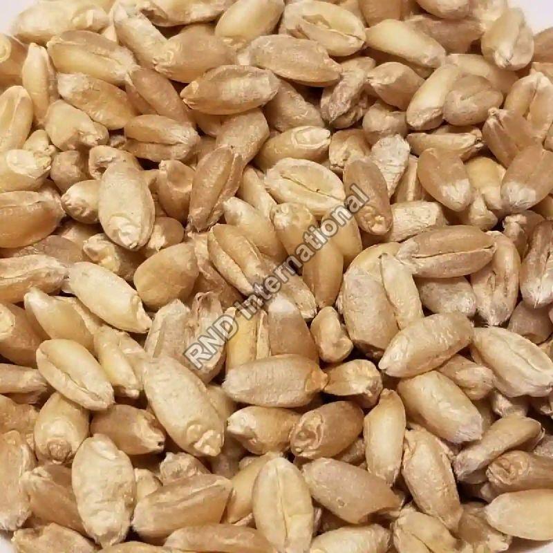 Organic Wheat Seeds, for Chapati, Khakhara, Roti, Certification : FSSAI