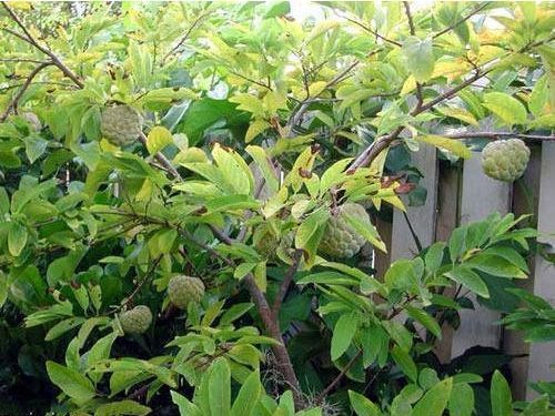 Custard Apple Plant