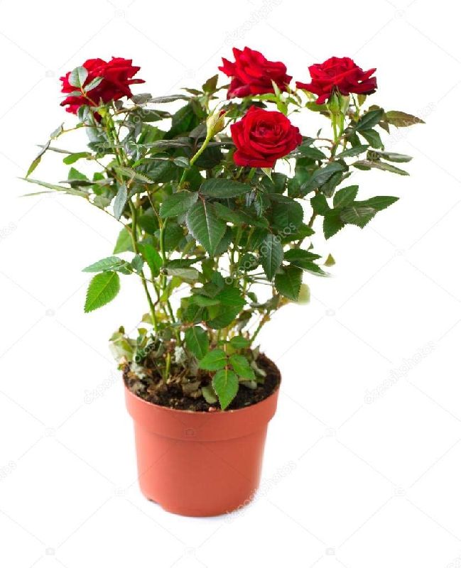 Dutch Rose Plant